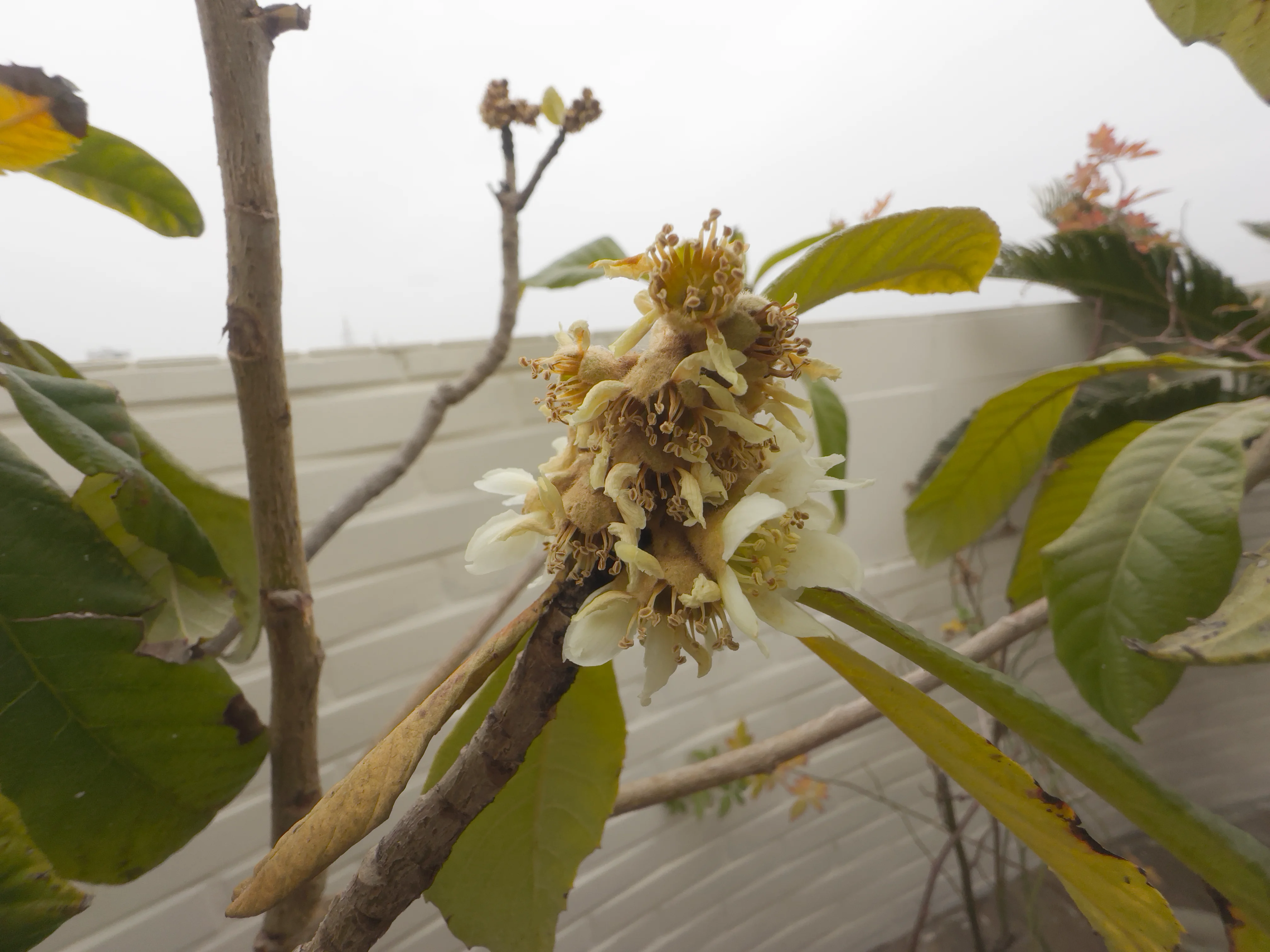 枇杷枝头的花果