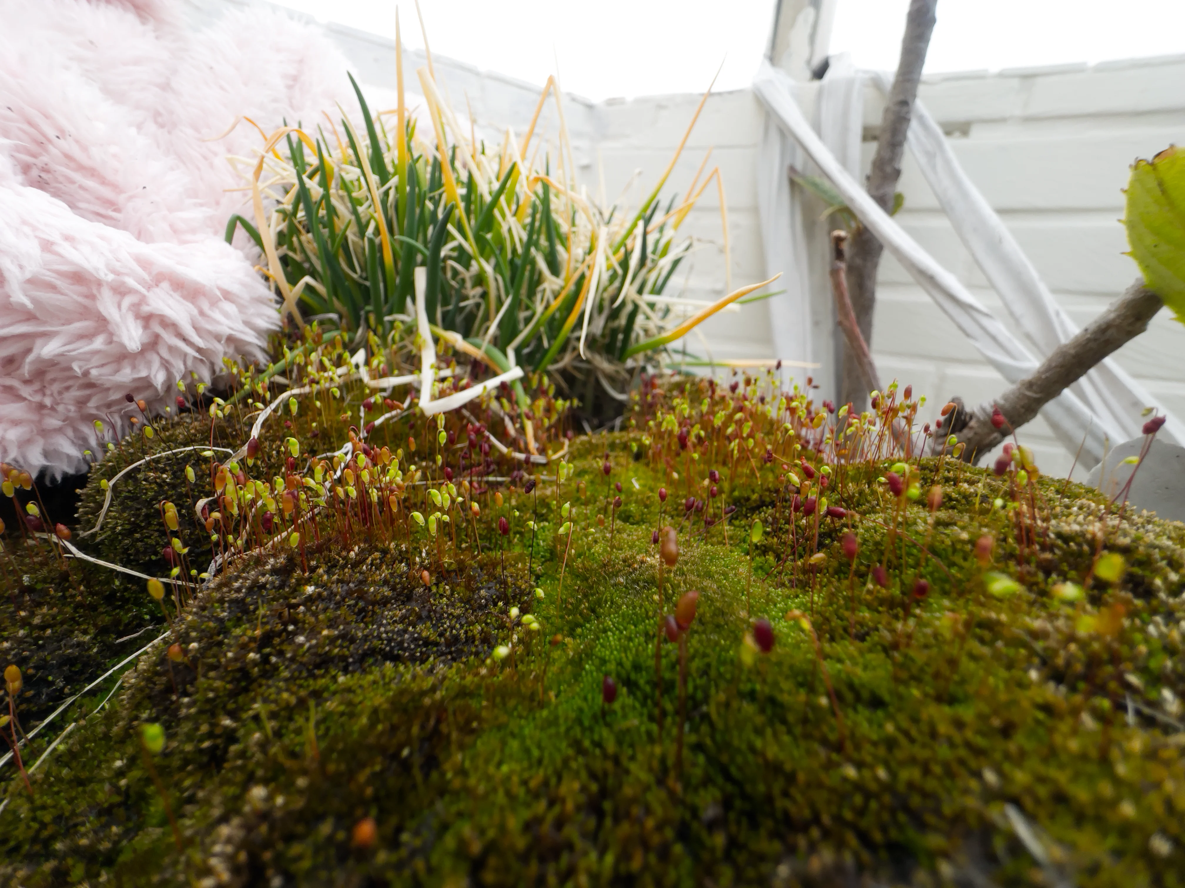 长出孢子囊的苔藓