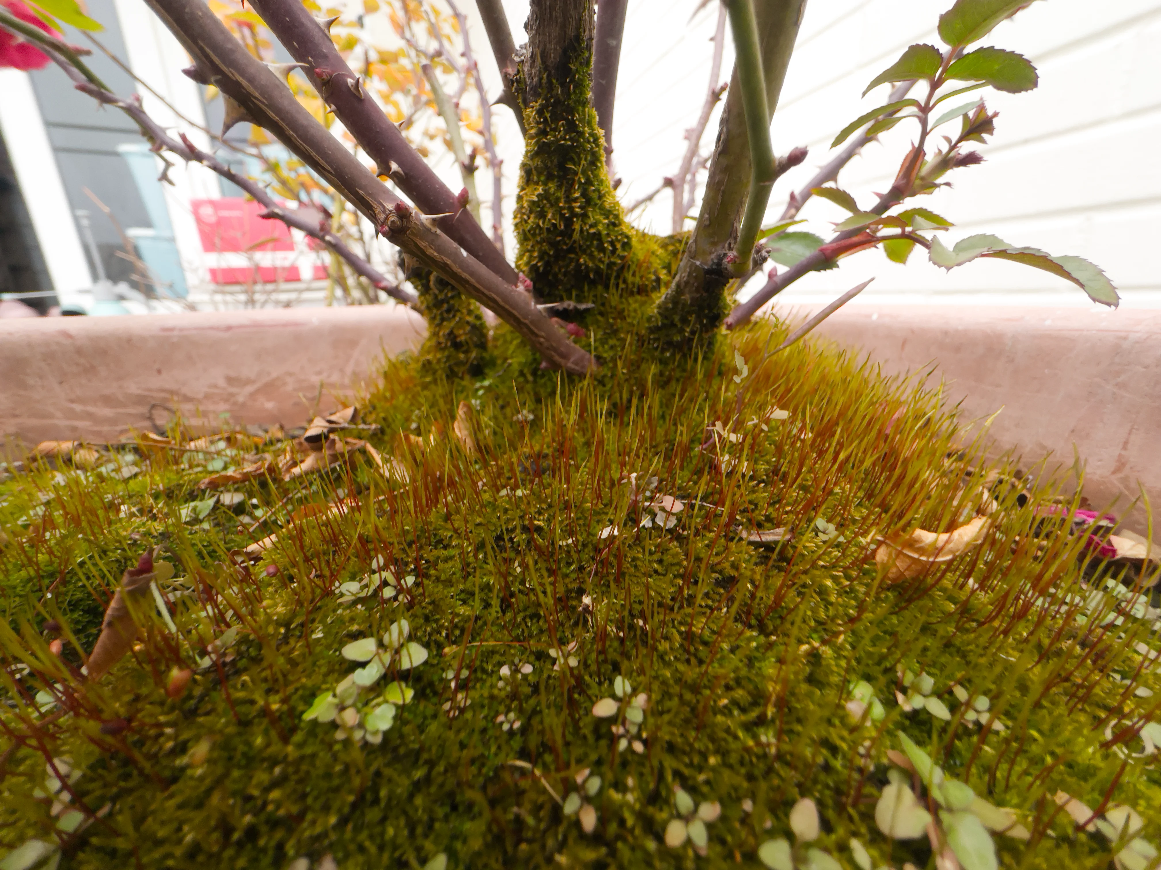 牡丹盆里的苔藓孢子体