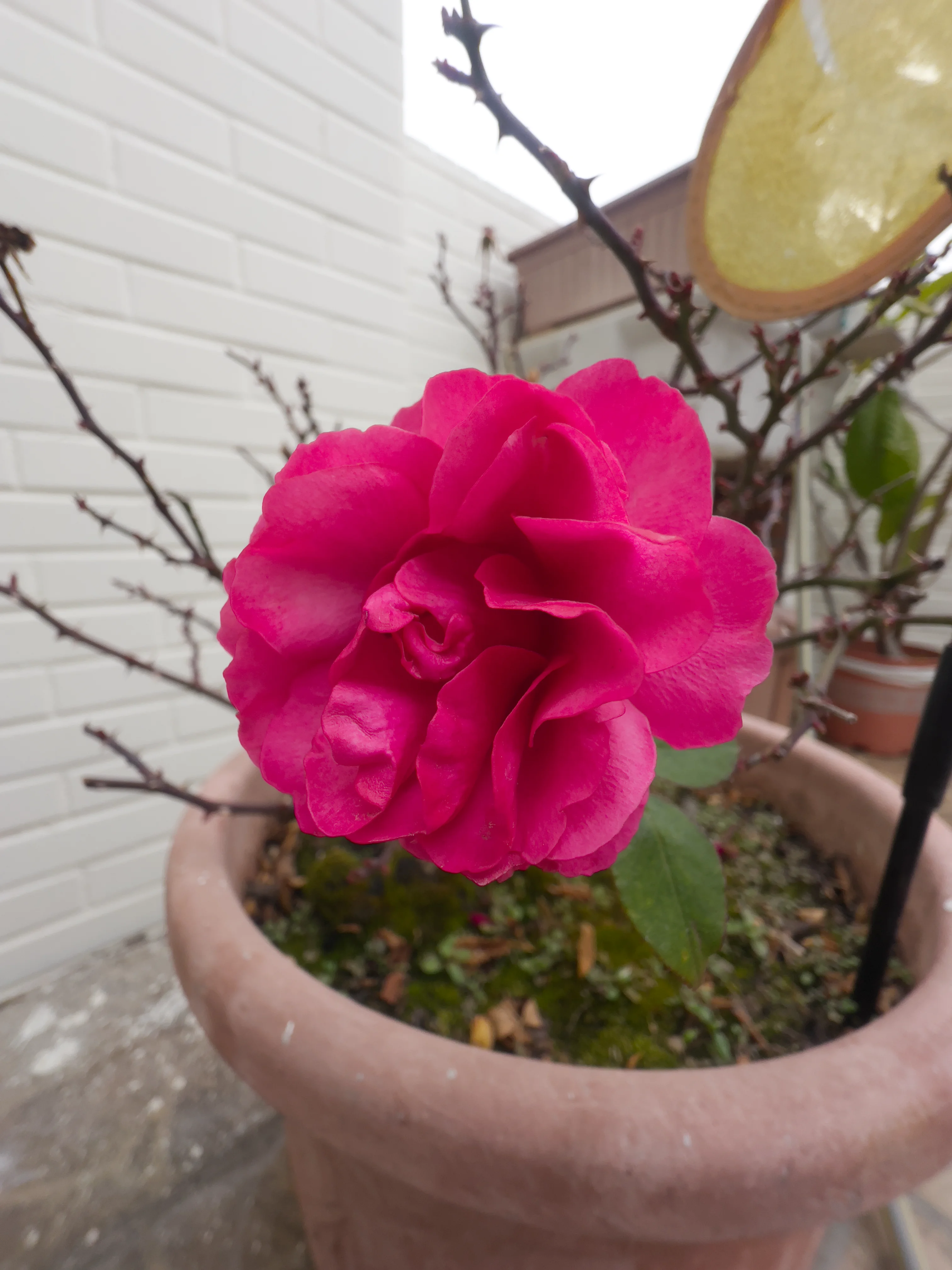 冬天开花的牡丹