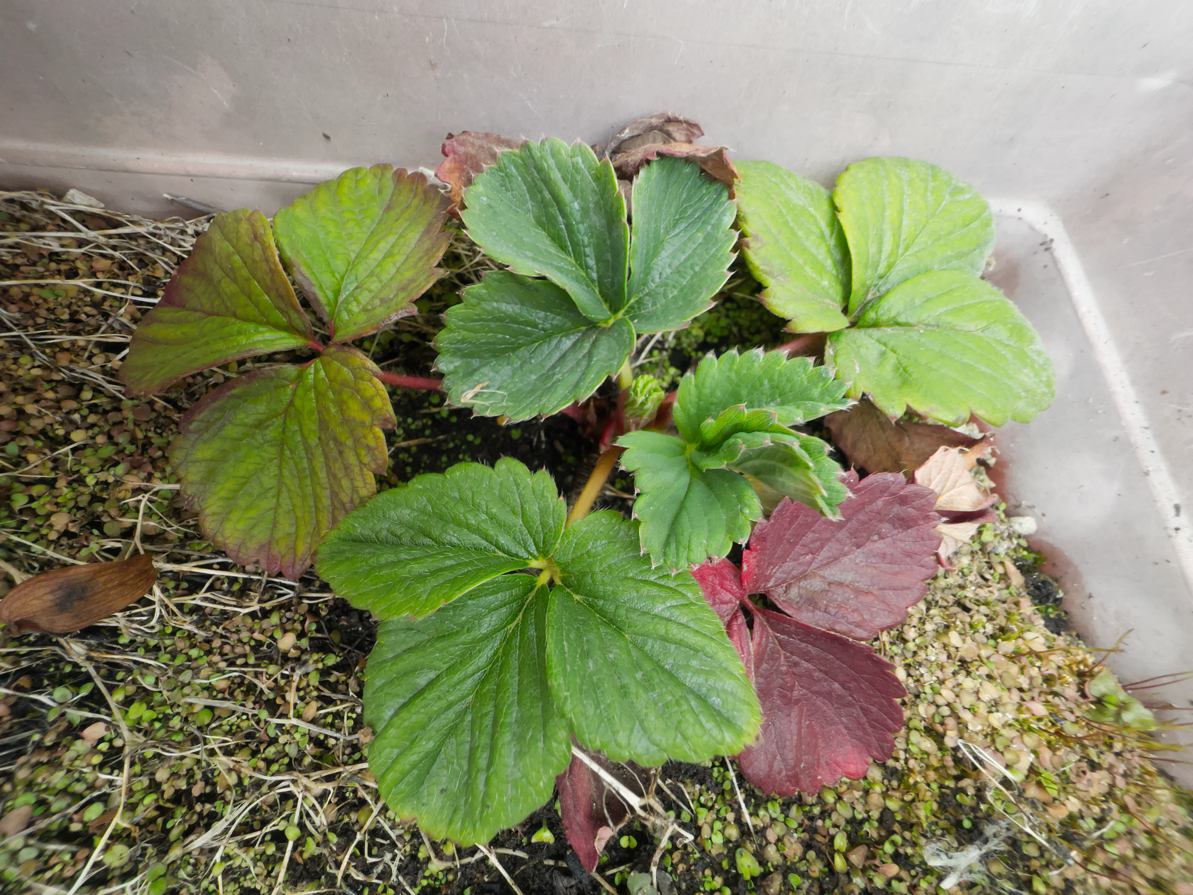 2025 冬 —— 我的小花园